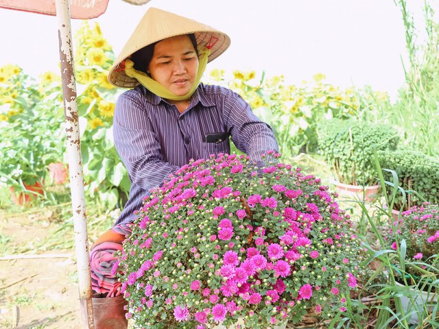 Thức thời mùa Tết: Nhờ phong tục trưng hoa chơi Tết của người Việt mà nhiều người khấm khá từ nghề lặt nụ, ngắt ngọn hoa - Ảnh 6.