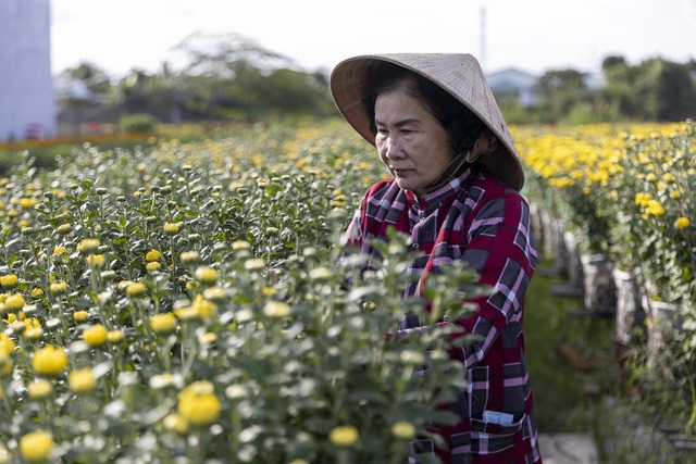 Thức thời mùa Tết: Nhờ phong tục trưng hoa chơi Tết của người Việt mà nhiều người khấm khá từ nghề lặt nụ, ngắt ngọn hoa - Ảnh 5.