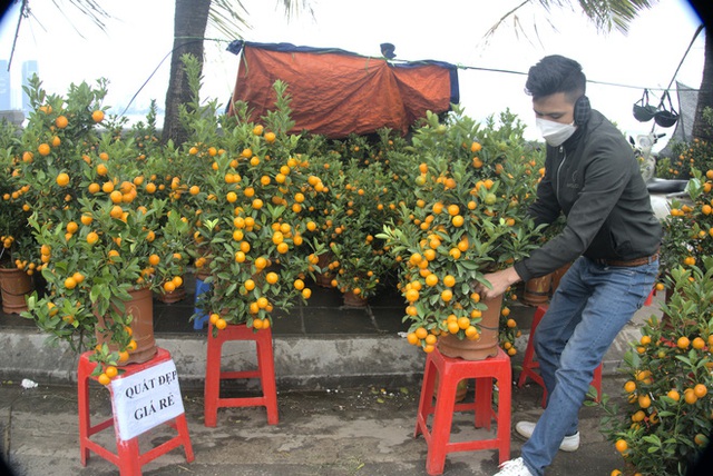 Hoa đào, lan, quất... 'siêu khuyến mãi' chờ người mua