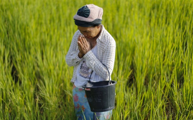 Tương lai của ngành lúa gạo Thái Lan đang bị đe dọa bởi 'kẻ xâm nhập' từ Việt Nam, lan rộng từng cánh đồng mà không biết xuất hiện khi nào