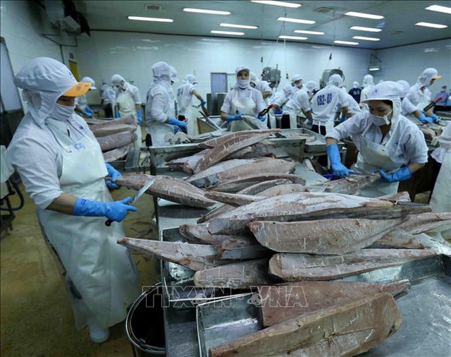 Lần đầu tiên cá ngừ trở thành ngành hàng giá trị tỷ USD - Ảnh 1.