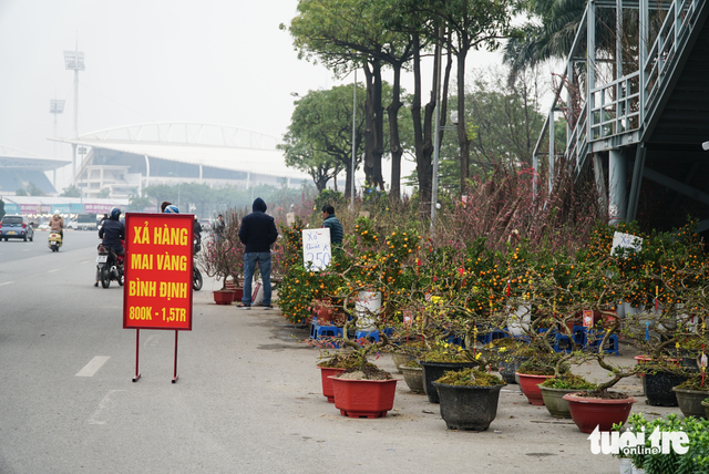 Hà Nội: lan hồ điệp ‘sale sập sàn’ vẫn vắng khách mua - Ảnh 2.