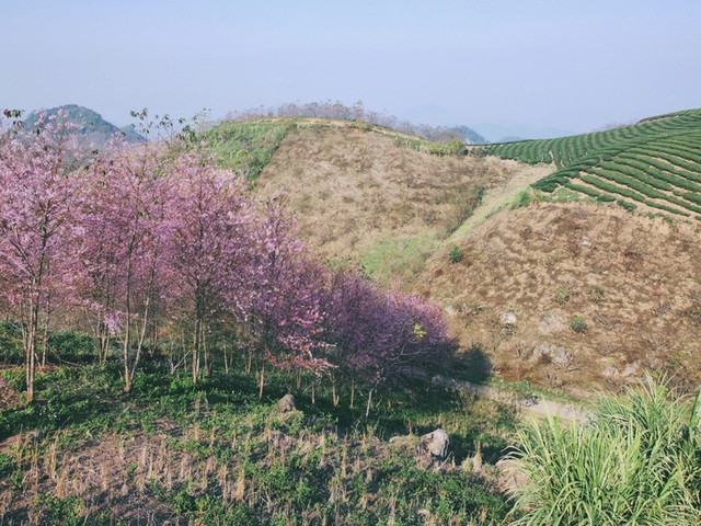 Without an appointment, the three spring flowers of Moc Chau bloom together on the occasion of Tet - Photo 5.