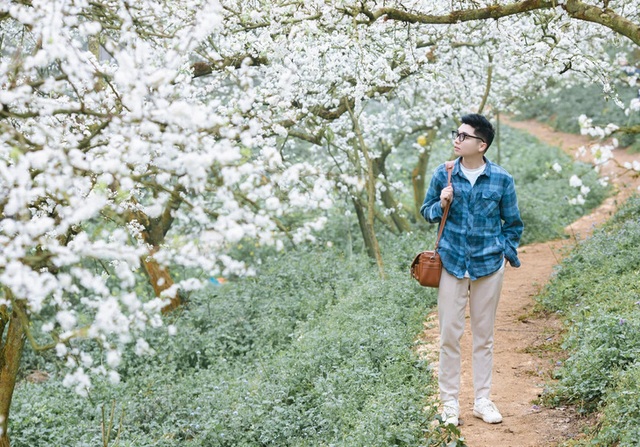 Without an appointment, the three spring flowers of Moc Chau bloom together on the occasion of Tet - Photo 2.