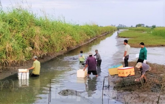 Nông dân Cà Mau tất bật thu hoạch tôm càng xanh ngày mùng 1 Tết - Ảnh 2.