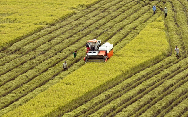 Nông nghiệp luôn là 'trụ đỡ bảo hiểm' về mặt xã hội