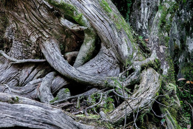  Hòn đảo mưa quanh năm suốt tháng, cây cổ thụ nghìn năm tuổi mọc san sát như thế giới thần tiên - Ảnh 8.