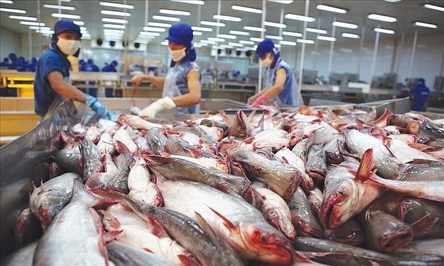 Một loại cá nổi tiếng của Việt Nam đang trở thành lựa chọn thay thế hoàn hảo cho cá minh thái Nga, giá xuất khẩu có thể tăng tới 20-55% - Ảnh 2.