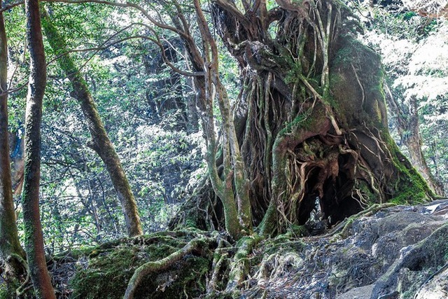  Hòn đảo mưa quanh năm suốt tháng, cây cổ thụ nghìn năm tuổi mọc san sát như thế giới thần tiên - Ảnh 5.