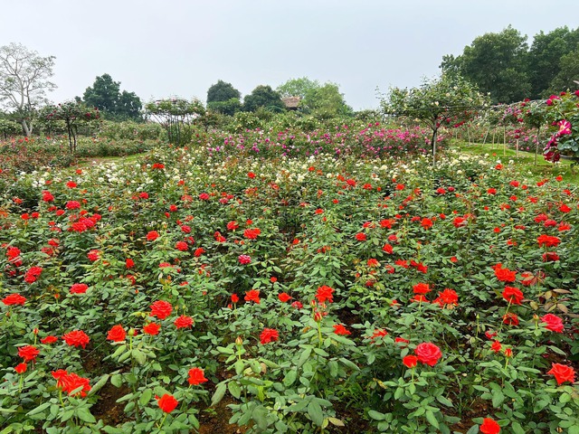 On the 3rd day of the Lunar New Year to visit a woman's 6,000m² rose garden in Hanoi - Photo 10.