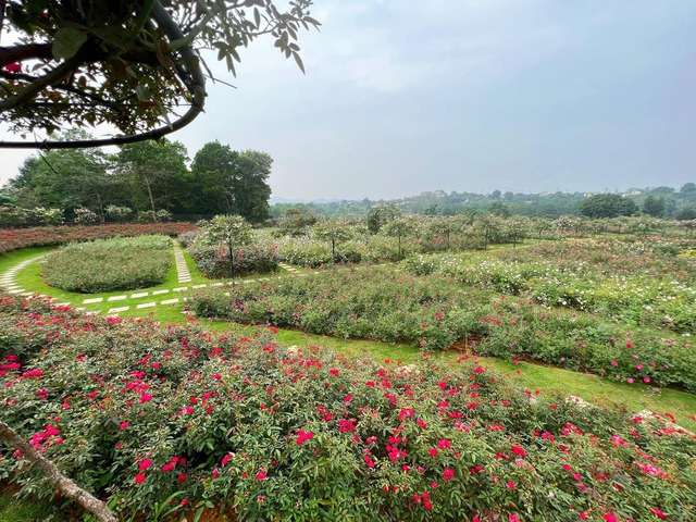 On the 3rd day of the Lunar New Year, she visited a woman's 6,000 square meter rose garden in Hanoi - Photo 1.