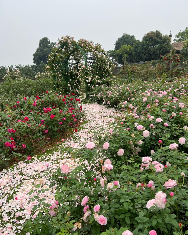 On the 3rd day of the Lunar New Year to visit the 6,000m² rose garden of a woman in Hanoi - Photo 9.