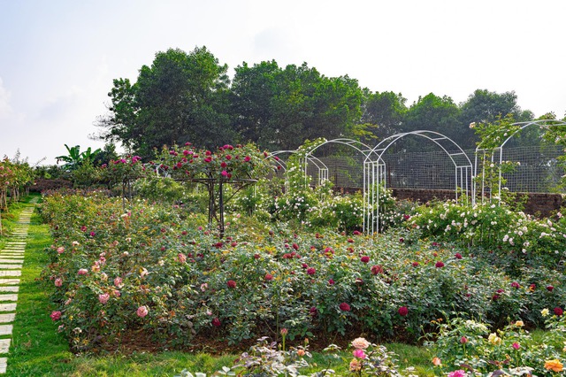 On the 3rd day of the Lunar New Year, she visited the 6,000m² rose garden of a woman in Hanoi - Photo 8.