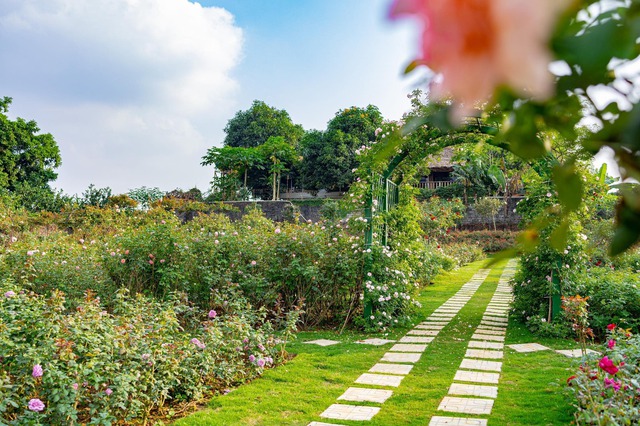 On the 3rd day of the Lunar New Year to visit a woman's 6,000m² rose garden in Hanoi - Photo 7.