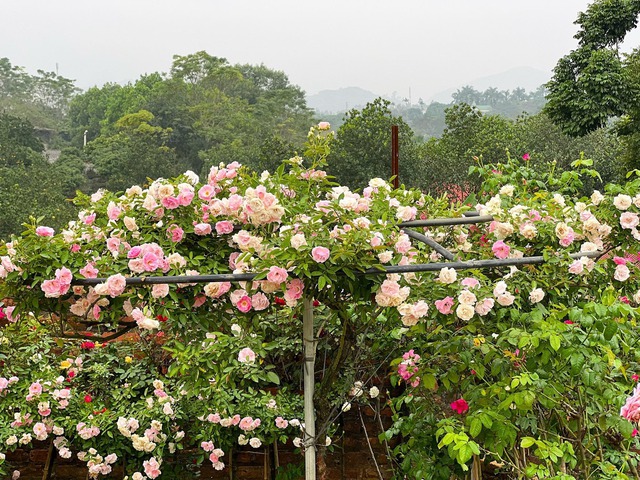 On the 3rd day of the Lunar New Year, she visited a woman's 6,000 square meter rose garden in Hanoi - Photo 6.