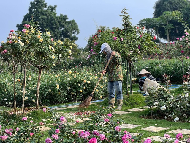 On the 3rd day of the Lunar New Year to visit a woman's 6,000m² rose garden in Hanoi - Photo 5.