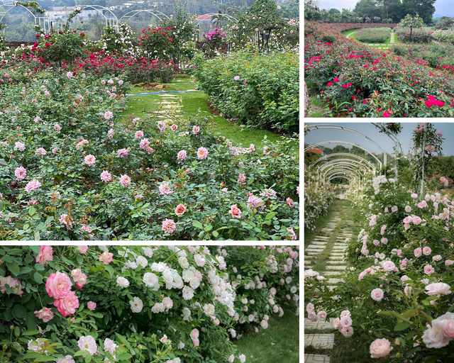 On the 3rd day of the Lunar New Year to visit a woman's 6,000m² rose garden in Hanoi - Photo 4.