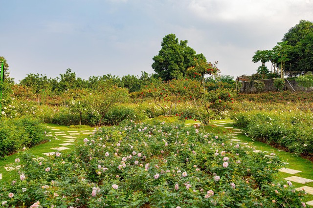 On the 3rd day of the Lunar New Year, she visited a woman's 6,000m² rose garden in Hanoi - Photo 3.