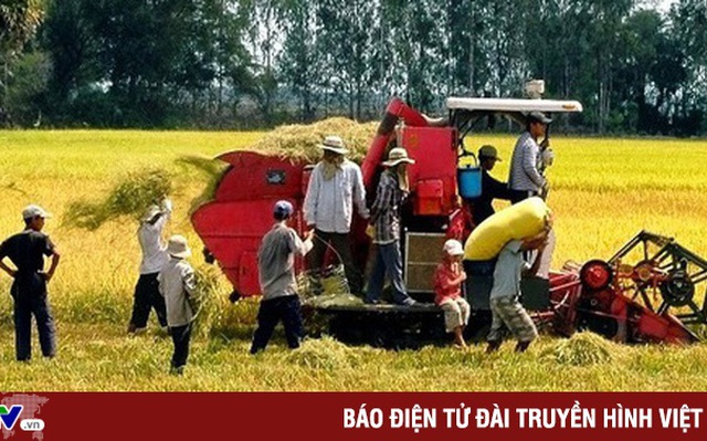 Năng suất lúa gạo của Việt Nam đã đạt hơn 6 tấn/ha, cao nhất trong khu vực Đông Nam Á. Ảnh minh họa.