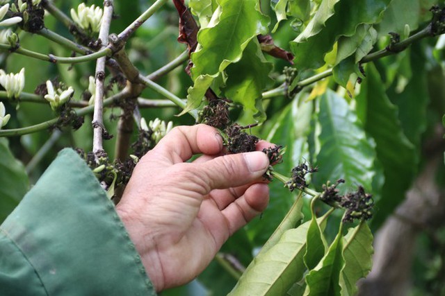 Cà phê nở ‘hoa chanh’, nông dân trồng cây tỷ đô lo ngay ngáy - Ảnh 6.