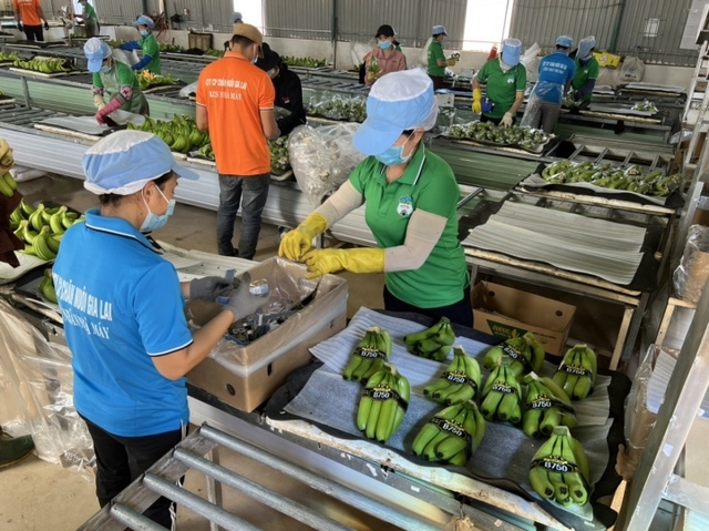 Khát vọng tỷ USD từ trồng chuối, nuôi heo của đại gia Việt - Ảnh 1.