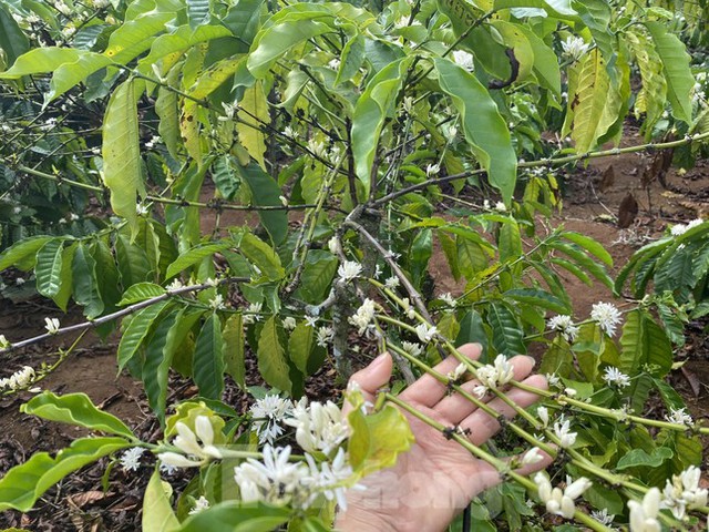 Cà phê nở ‘hoa chanh’, nông dân trồng cây tỷ đô lo ngay ngáy - Ảnh 3.