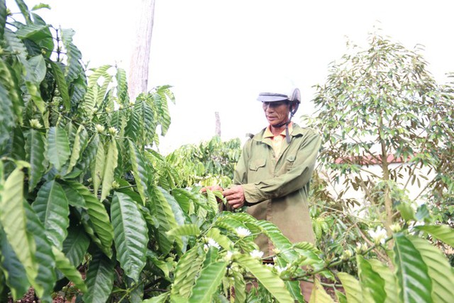Cà phê nở ‘hoa chanh’, nông dân trồng cây tỷ đô lo ngay ngáy - Ảnh 2.