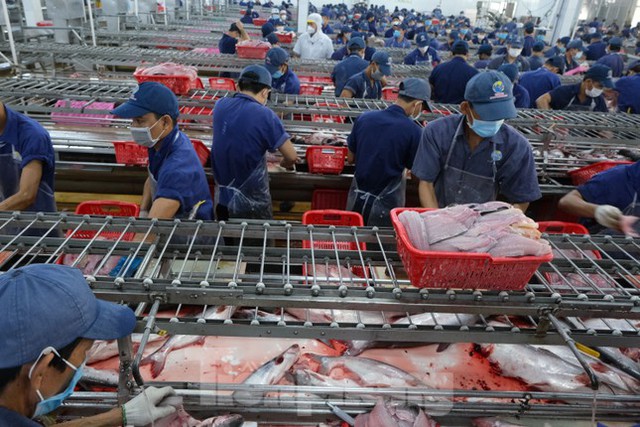 Kỳ tích cá tra Việt Nam: Chinh phục thành công thị trường Mỹ, Trung Quốc, Nhật Bản - Ảnh 1.