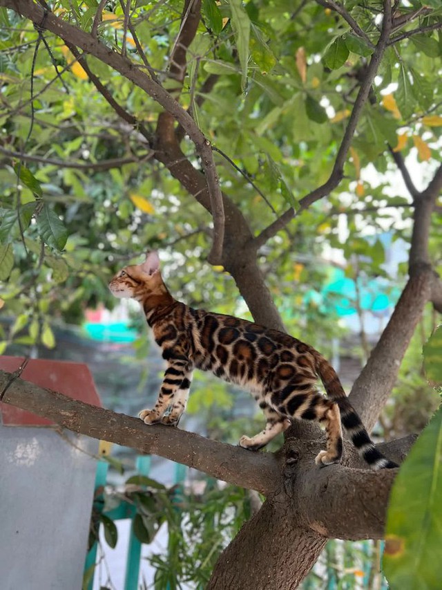  Năm Mão nói chuyện nuôi mèo Bengal - thú cưng của người có tiền: Giá cả trăm triệu, tiền nuôi hàng tháng cũng không vừa - Ảnh 12.