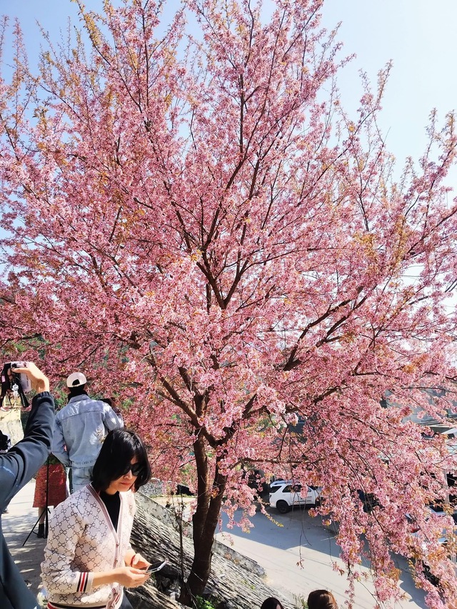 Fall in love with cherry apricots in Ha Giang in the early days of the year - Photo 4.