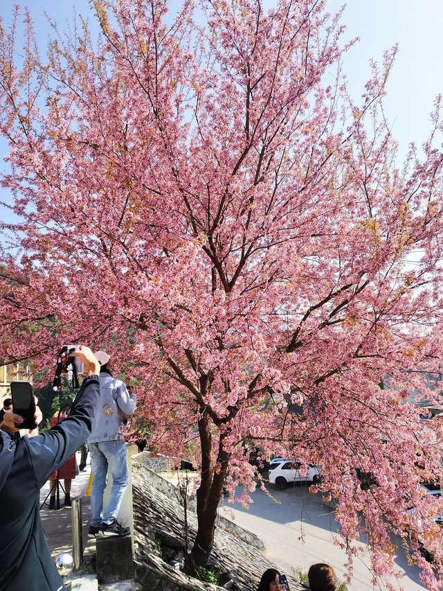 Fall in love with cherry apricots in Ha Giang in the early days of the year - Photo 3.