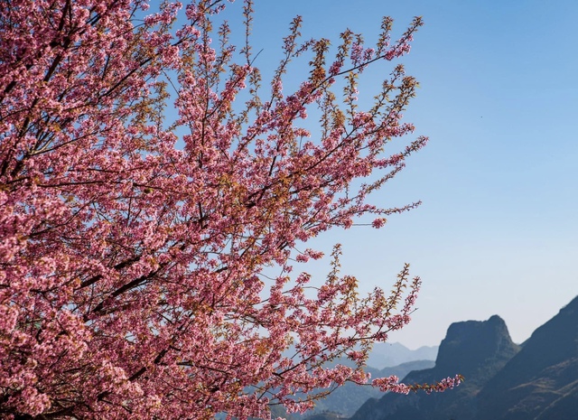 Fall in love with cherry apricots in Ha Giang in the early days of the year - Photo 1.