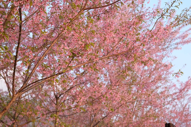 Gia đình mê du lịch mãn nhãn với sắc hoa tớ dày nhuộm hồng núi rừng Mộc Châu - Ảnh 14.