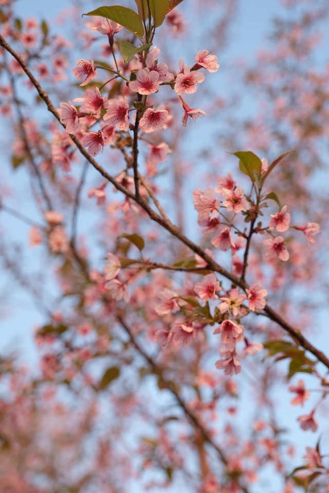 Gia đình mê du lịch mãn nhãn với sắc hoa tớ dày nhuộm hồng núi rừng Mộc Châu - Ảnh 13.
