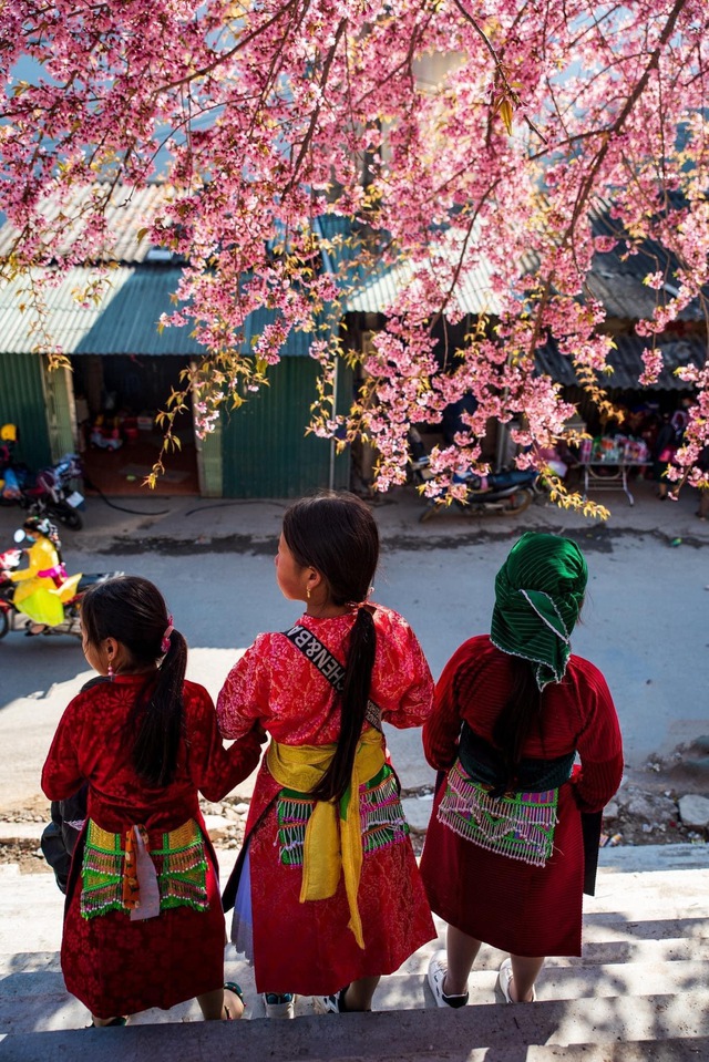 Fall in love with cherry apricots in Ha Giang in the early days of the year - Photo 9.