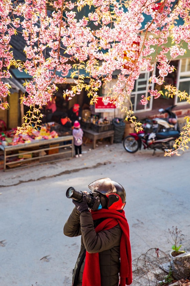 Fall in love with cherry apricots in Ha Giang in the early days of the year - Photo 8.