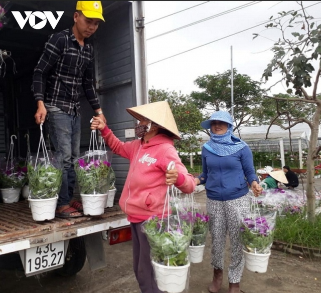 Người trồng hoa Tết ở Quảng Nam được mùa, được giá - Ảnh 3.