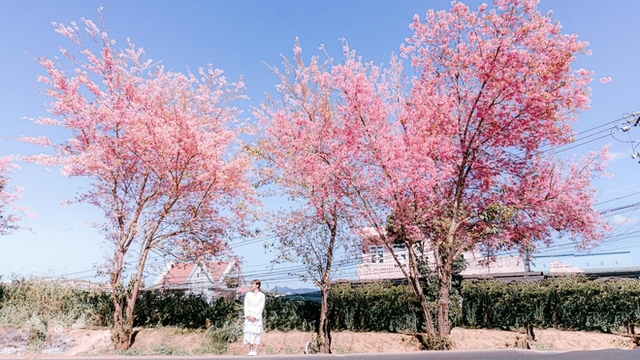 At the beginning of the year, hunting flowers bloom in the beautiful mountains, full of flowers that make people wait all year to be photographed - Photo 12.