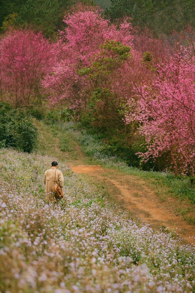 At the beginning of the year, hunting flowers bloom in beautiful mountains, full of flowers that make people wait all year to be photographed - Photo 8.