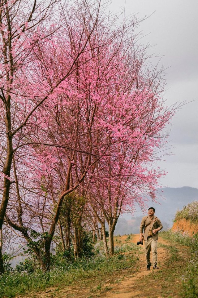 At the beginning of the year, hunting flowers bloom in the beautiful mountains, full of flowers that make people wait all year to be photographed - Photo 7.