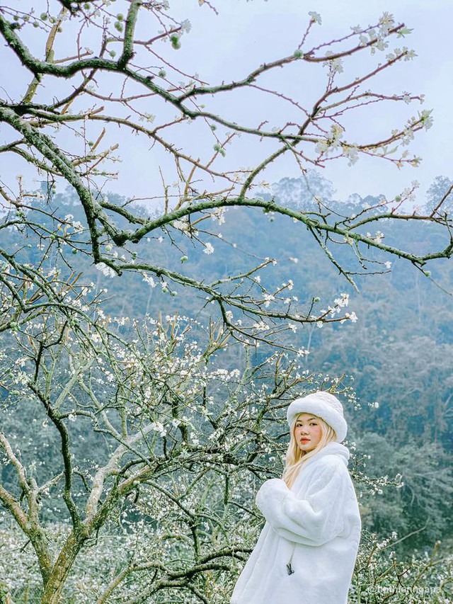 At the beginning of the year, hunting flowers bloom in beautiful mountains, full of flowers that make people wait all year to be photographed - Photo 6.