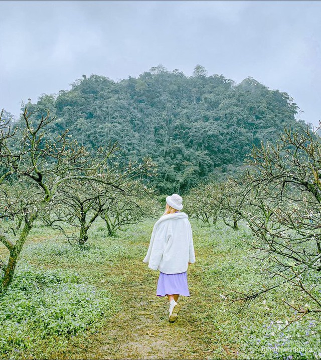 At the beginning of the year, hunting flowers bloom in beautiful mountains, full of flowers that make people wait all year to be photographed - Photo 5.