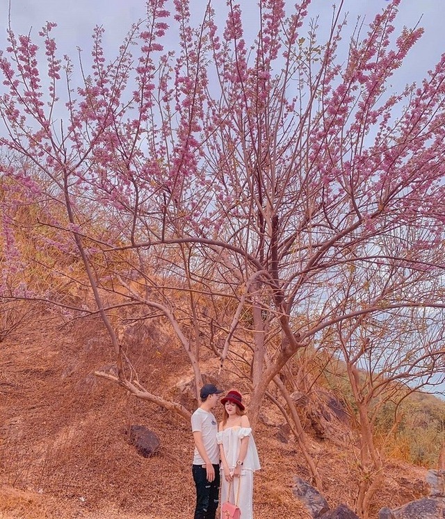 At the beginning of the year, hunting flowers bloom in beautiful mountains, full of flowers that make people wait all year to be photographed - Photo 21.