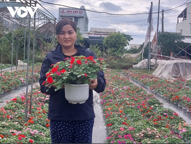 Người trồng hoa Tết ở Quảng Nam được mùa, được giá - Ảnh 1.