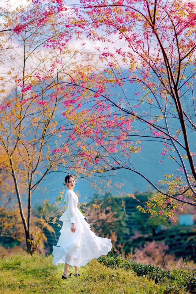 At the beginning of the year, hunting flowers bloom in the beautiful mountains, full of flowers that make people wait all year to be photographed - Photo 18.