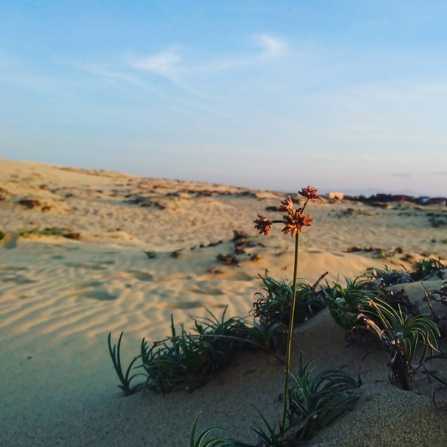 Experience the feeling of being lost in the 'miniature desert' with beautiful sand dunes in Quang Binh - Photo 4.