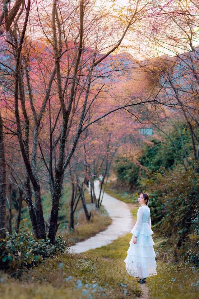 At the beginning of the year, hunting flowers bloom in the beautiful mountains, full of flowers that make people wait all year to be photographed - Photo 16.