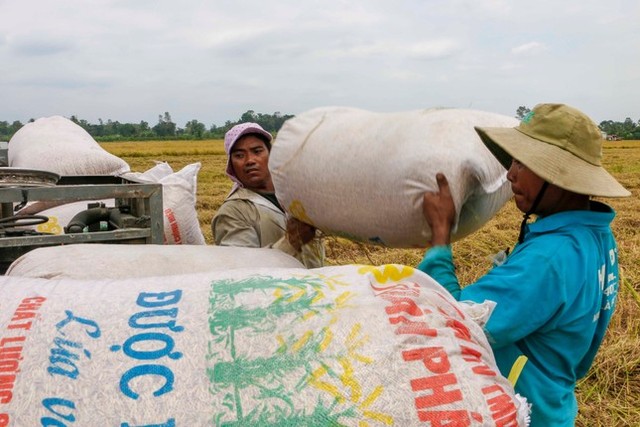 1 triệu ha lúa chất lượng cao được đầu tư hơn 40.000 tỷ đồng - Ảnh 2.