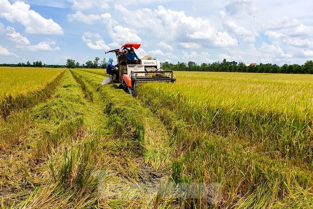 1 triệu ha lúa chất lượng cao được đầu tư hơn 40.000 tỷ đồng - Ảnh 1.