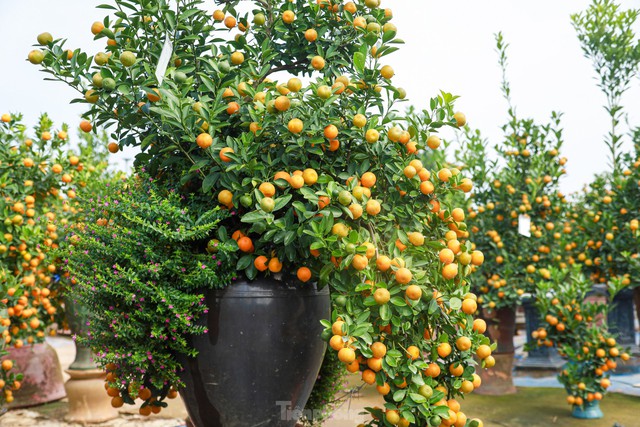 Kumquat bonsai hugs a unique and strange old house to attract customers - Photo 3.